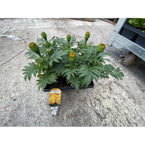 215 - 19 TRAYS OF ORANGE AFRICAN MARIGOLDS 6 PLANTS IN A TRAY 114 PLANTS IN TOTAL + VAT