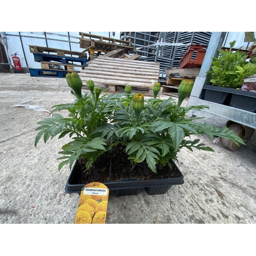 215 - 19 TRAYS OF ORANGE AFRICAN MARIGOLDS 6 PLANTS IN A TRAY 114 PLANTS IN TOTAL + VAT