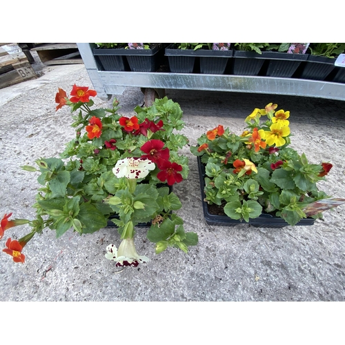 216 - 19 TRAYS OF MIXED COLOUR MIMULAS BEDDING PLANTS 6 PLANTS IN A TRAY TOTAL 114 PLANTS + VAT