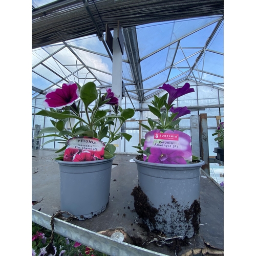 220 - 30 TRAILING PETUNIA/SURFINIA BASKET PLANTS + VAT