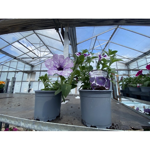 222 - 30 TRAILING PETUNIA/SURFINIA BASKET PLANTS + VAT