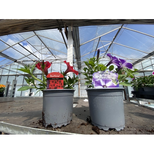 223 - 30 TRAILING PETUNIA/SURFINIA BASKET PLANTS + VAT