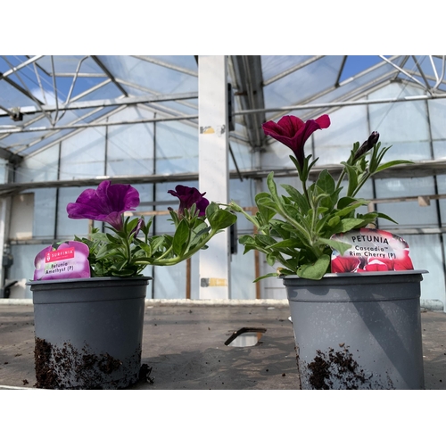 224 - 30 TRAILING PETUNIA/SURFINIA BASKET PLANTS + VAT