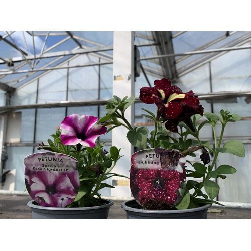 225 - 30 TRAILING PETUNIA/SURFINIA BASKET PLANTS + VAT