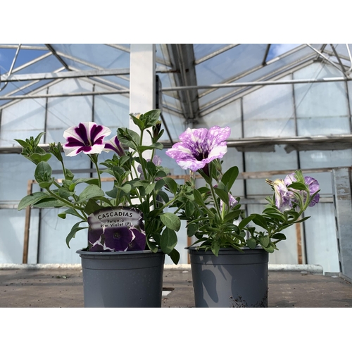 226 - 30 TRAILING PETUNIA/SURFINIA BASKET PLANTS + VAT