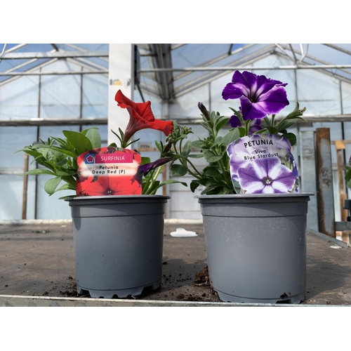 227 - 30 TRAILING PETUNIA/SURFINIA BASKET PLANTS + VAT