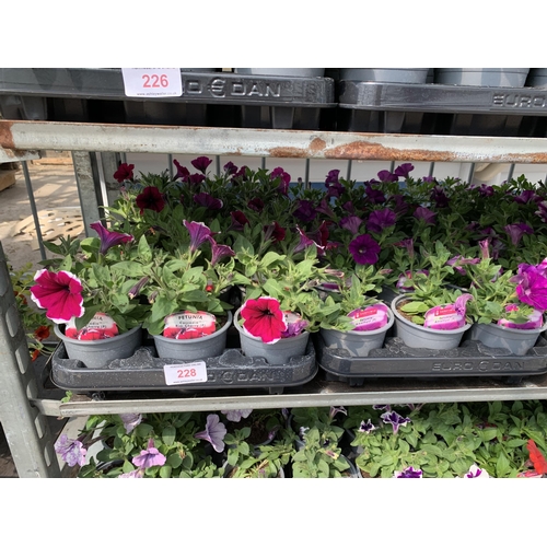 228 - 30 TRAILING PETUNIA/SURFINIA BASKET PLANTS + VAT