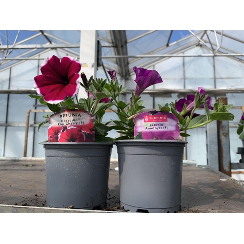 228 - 30 TRAILING PETUNIA/SURFINIA BASKET PLANTS + VAT