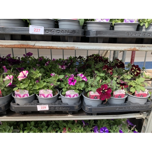 229 - 30 TRAILING PETUNIA/SURFINIA BASKET PLANTS + VAT