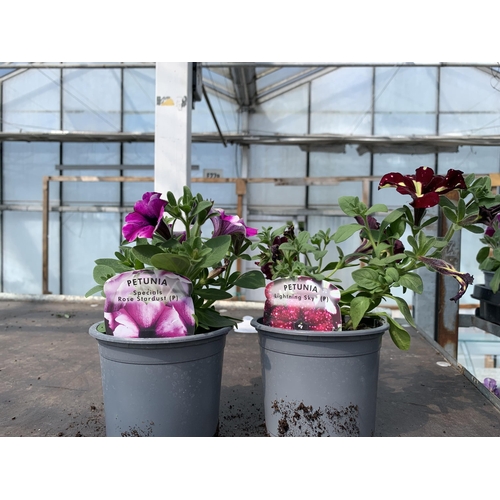 229 - 30 TRAILING PETUNIA/SURFINIA BASKET PLANTS + VAT