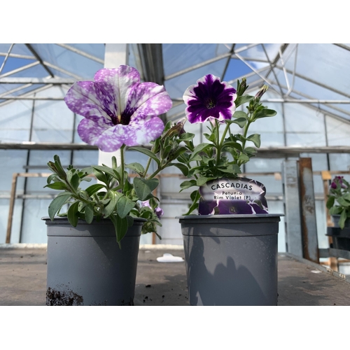 230 - 30 TRAILING PETUNIA/SURFINIA BASKET PLANTS + VAT