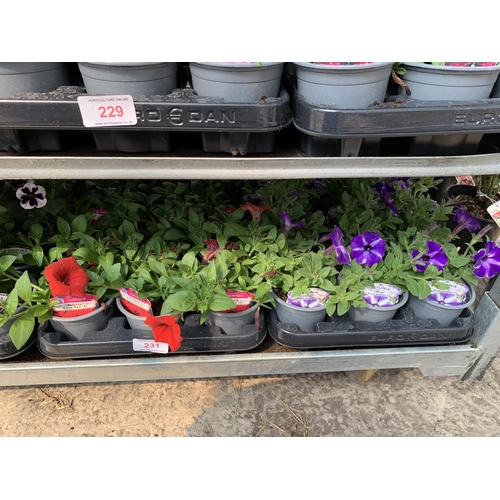 231 - 30 TRAILING PETUNIA/SURFINIA BASKET PLANTS + VAT