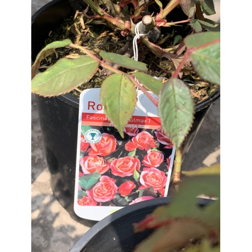 234 - 4 MIXED COLOUR FLORIBUNDA ROSES +VAT