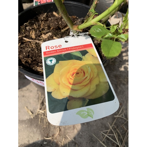 235 - 4 MIXED COLOUR FLORIBUNDA ROSES +VAT