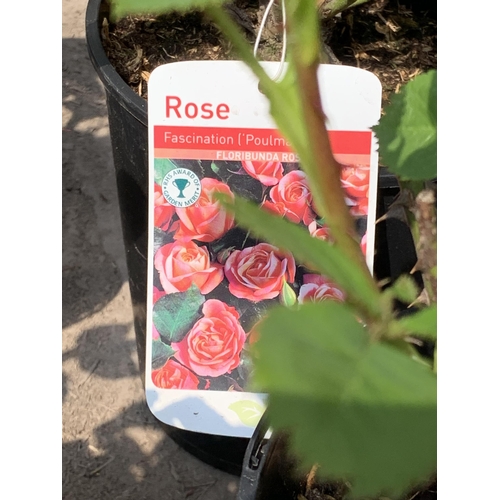 235 - 4 MIXED COLOUR FLORIBUNDA ROSES +VAT