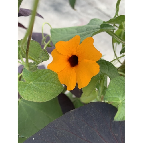 97 - TWO THUNBERGIA WITH MIXED VARIETIES IN A 2 LTR POT WITH A FRAME + VAT