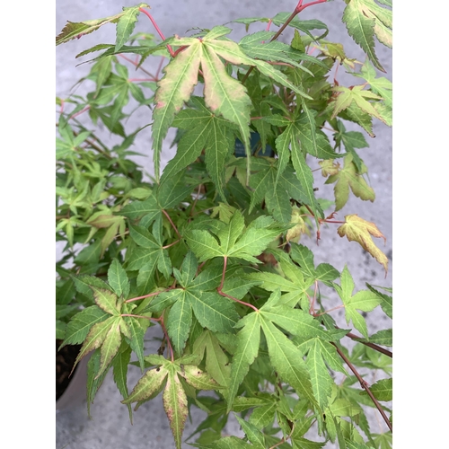 98 - TWO ACER PALMATUM IN 3 LTR POTS + VAT