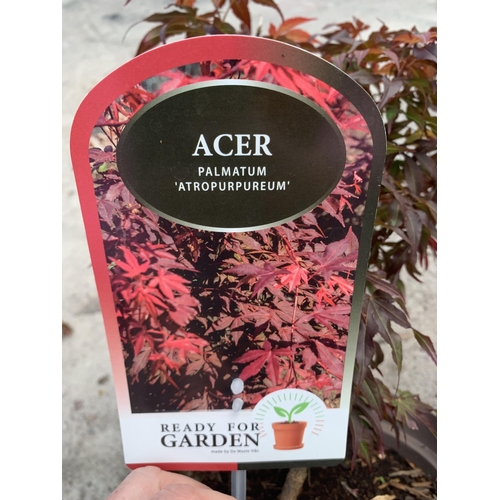 99 - TWO ACER PALMATUM IN 3 LTR POTS + VAT