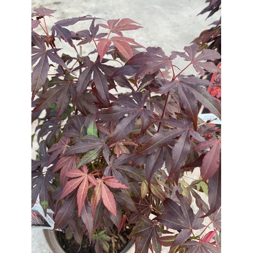 99 - TWO ACER PALMATUM IN 3 LTR POTS + VAT