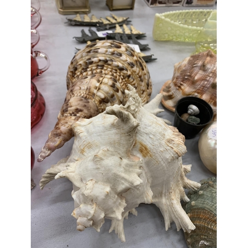 242 - A COLLECTION OF ASSORTED DECORATIVE SHELLS