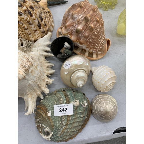 242 - A COLLECTION OF ASSORTED DECORATIVE SHELLS