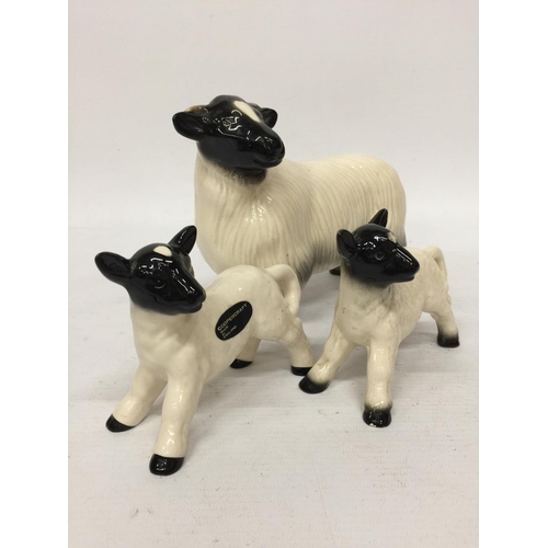 704 - A COOPERCRAFT SHEEP WITH TWO LAMBS