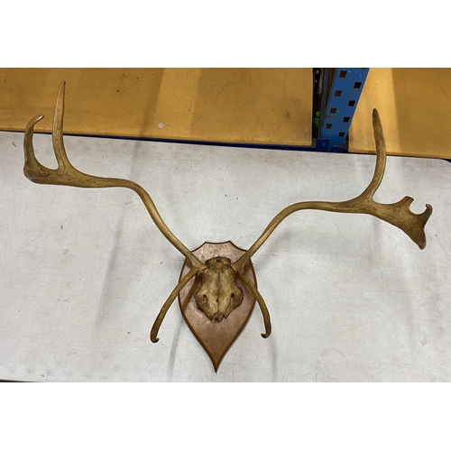 52 - A LARGE PAIR OF TAXIDERMY STAG ANTLERS, LENGTH APPROX 80CM