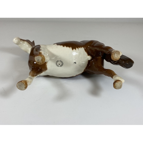 703 - A BESWICK PINTO SKEWBALD 1373 GLOSS HORSE FIGURE, HEIGHT 16CM