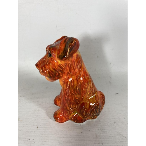 728 - AN ANITA HARRIS TERRIER DOG FIGURE HAND PAINTED AND SIGNED IN GOLD