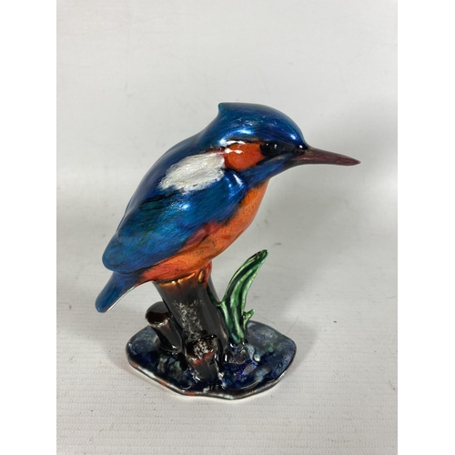 732 - AN ANITA HARRIS KINGFISHER HAND PAINTED AND SIGNED IN GOLD