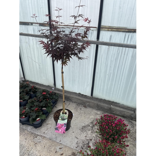 0 - WELCOME TO ASHLEY WALLER HORTICULTURE AUCTION - THE PHOTOS SHOW ITEMS IN A PREVIOUS AUCTION