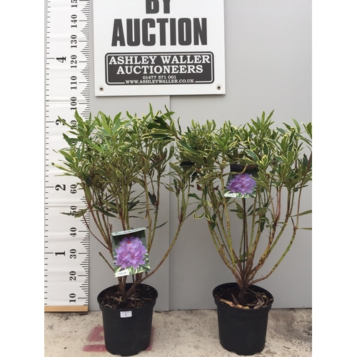 1 - TWO VARIGATED RHODODENDRON PONTICUM VARIEGATUM 100CM TALL NO VAT