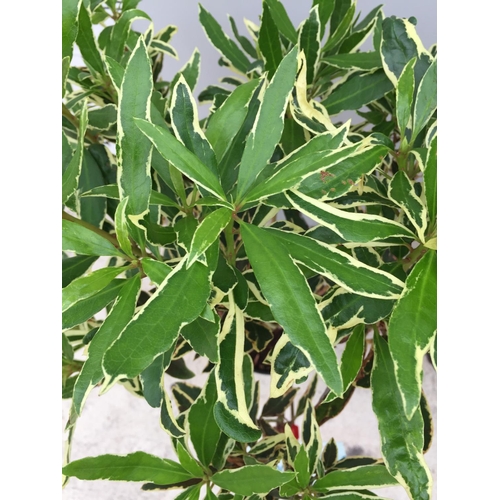 1 - TWO VARIGATED RHODODENDRON PONTICUM VARIEGATUM 100CM TALL NO VAT