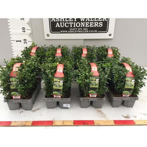 10 - EIGHT PACKS OF BUXUS SEMPERVIRENS (BOX) HEDGING PLANTS - TEN PLANTS PER PACK + VAT