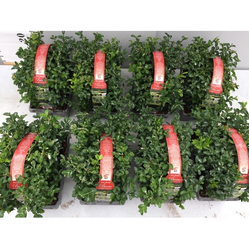 10 - EIGHT PACKS OF BUXUS SEMPERVIRENS (BOX) HEDGING PLANTS - TEN PLANTS PER PACK + VAT