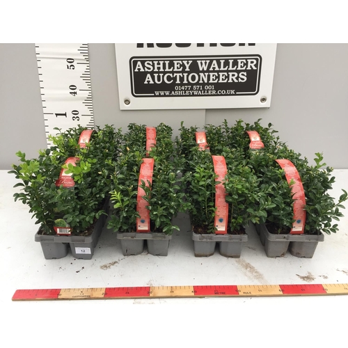 12 - EIGHT PACKS OF BUXUS SEMPERVIRENS (BOX) HEDGING PLANTS - TEN PLANTS PER PACK + VAT