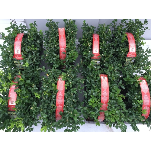 12 - EIGHT PACKS OF BUXUS SEMPERVIRENS (BOX) HEDGING PLANTS - TEN PLANTS PER PACK + VAT