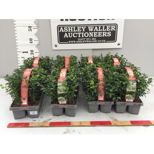 14 - EIGHT PACKS OF BUXUS SEMPERVIRENS (BOX) HEDGING PLANTS - TEN PLANTS PER PACK + VAT