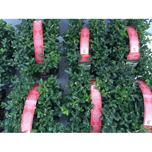 14 - EIGHT PACKS OF BUXUS SEMPERVIRENS (BOX) HEDGING PLANTS - TEN PLANTS PER PACK + VAT