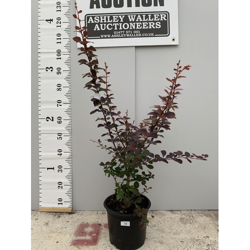 15 - A POTTED BERBERIS OVER 120CM TALL + VAT