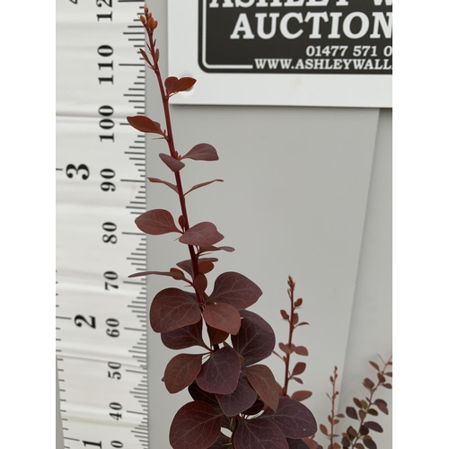 15 - A POTTED BERBERIS OVER 120CM TALL + VAT