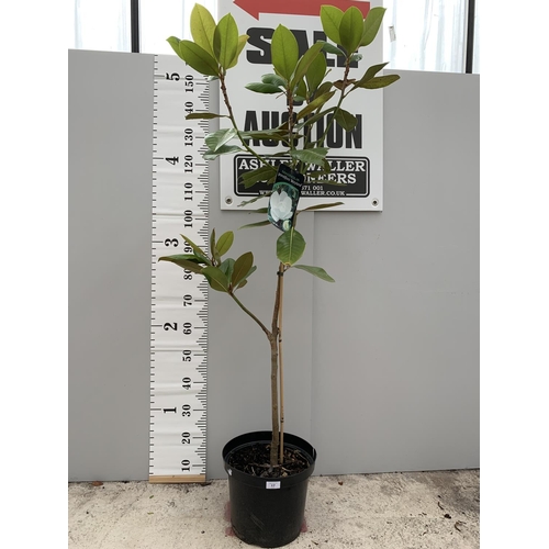 17 - A MAGNOLIA GRANDIFLORA MARYLAND APPROXIMATELY 180CM TALL + VAT