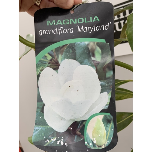 17 - A MAGNOLIA GRANDIFLORA MARYLAND APPROXIMATELY 180CM TALL + VAT