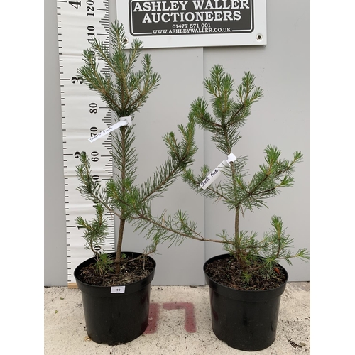 19 - TWO POTTED SCOTS PINE TREES OVER 100CM TALL + VAT