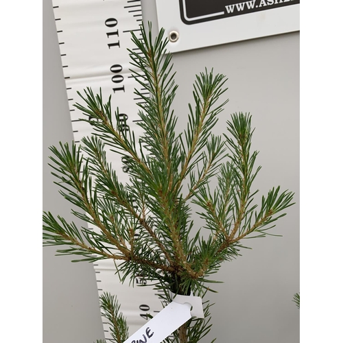 19 - TWO POTTED SCOTS PINE TREES OVER 100CM TALL + VAT