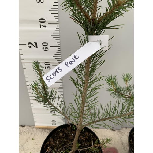 19 - TWO POTTED SCOTS PINE TREES OVER 100CM TALL + VAT