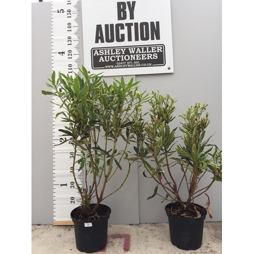 2 - TWO VARIGATED RHODODENDRON PONTICUM VARIEGATUM 100CM TALL NO VAT