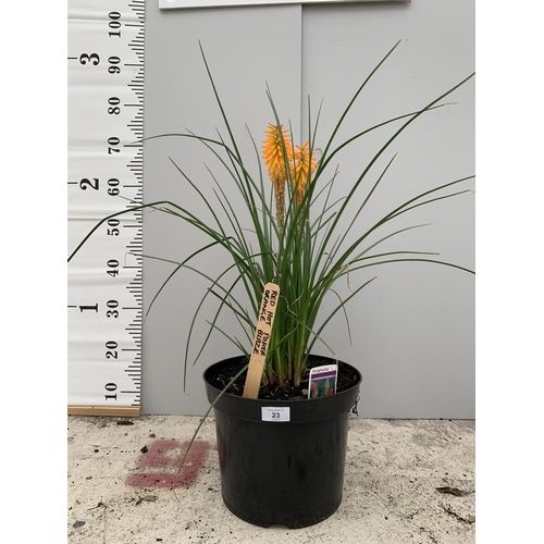 23 - A KNIPHOFIA RED HOT POKER ORANGE BLAZE 80CM TALL + VAT