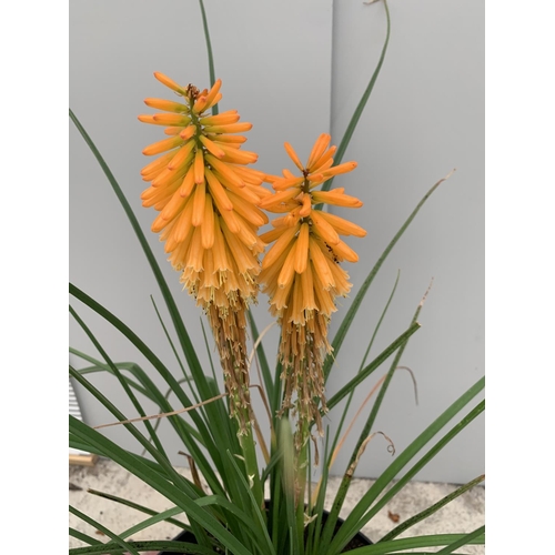 23 - A KNIPHOFIA RED HOT POKER ORANGE BLAZE 80CM TALL + VAT