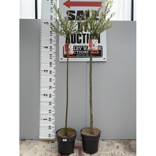 26 - TWO POTTED STANDARD SALIX INTEGRA FLAMINGO 180CM TALL + VAT